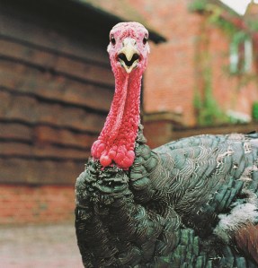 canadian-thanksgiving-quebec-action-de-grace-